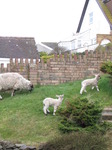 SX13411 The cutest lawnmowers.jpg